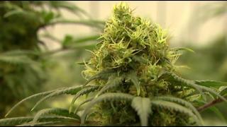 Reaction to NFL idea of studying medical marijuana