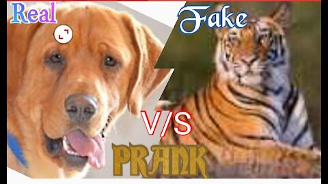 Dog Vs Tiger Who is brave???