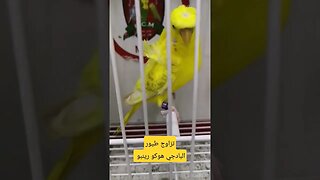 تزاوج طيور البادجي هوكو رينبو روعة