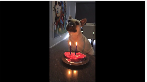 Birthday dog celebrates with steak cake