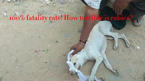 100% fatality rate! How terrible is rabies