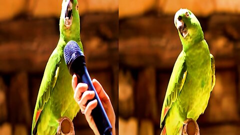 Amazing Parrot Singing Talking Laughing, Funny Smart Clever Parrots - Monkey Animals 83