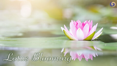 Chinese Lute Captures the Grace of the Blooming Lotus Flower | Musical Moments