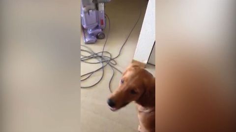 Golden Retriever Faces His Fear Of Mr. Vacuum