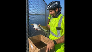 Bird rescued in West Palm Beach