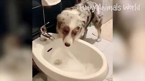 funniest cats and dogs & animal videos 🤣🤣 | funny animal 2023