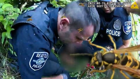 Seattle Cops Face Wasp Swarm During Carjacking Arrest - Shocking Footage
