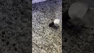 Mini Vacuum tiktok wormtheangel