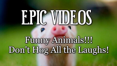 Funny Animals!!! - Don't Hog All the Laughs!