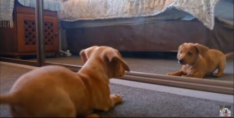 A Dog Fights With His Reflection In The Mirror | shorts | dogs | trending | best