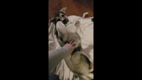 Malamute puppy is a sucker for belly rubs