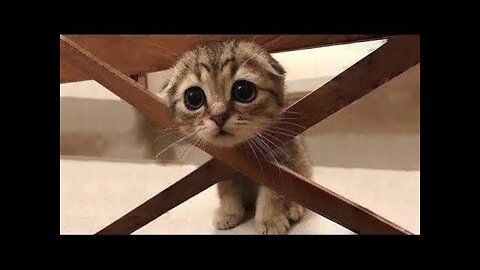 Cute And Funny Pets | Try Not To Laugh To These Pets Compilation 💗 Cutest Lands