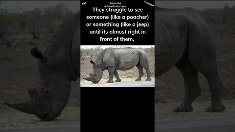 Rhinos can’t see anything until it's almost right in front of them #rhino #shorts