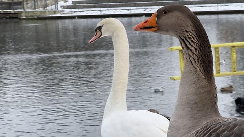 All kinds of beautiful ducks