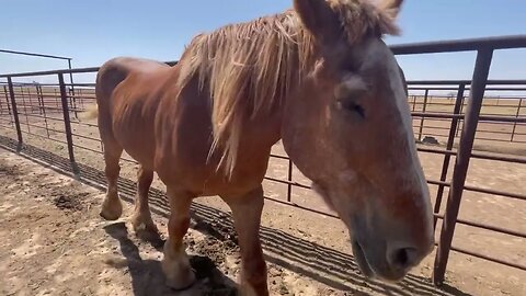 Charlie the Rescued Belgian Draft horse Update #2 and Outtakes from his original update video Ep.17