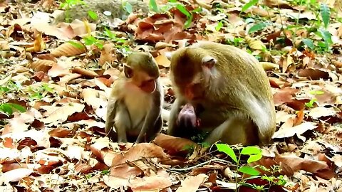 Rapto e morte de um filhote de babuino - Triste fim de um bebê macaco