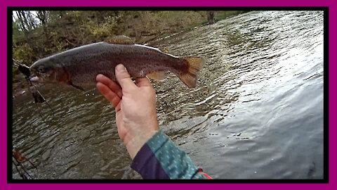 Catching Rainbow Trout