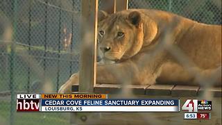 Cedar Cove Feline Conservatory looking to expand