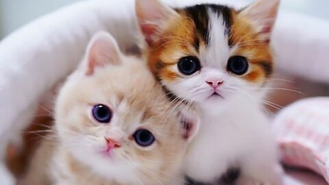 Cute cat and funny cats