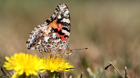 Painted Lady Butterfly on Dandelions