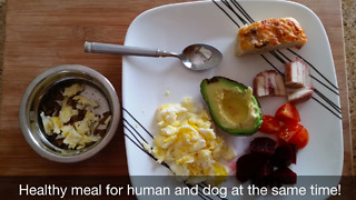 02 Healthy Lunch for Human and Dog