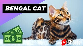 Bengal Cat 🐱 One Of The Most Expensive Cats In The World #bengalcat #expensivecats #cats