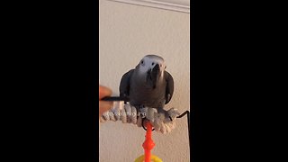 Guilty parrot fully aware she did something bad