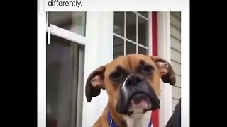 Dog Has WEIRDEST Sneeze tiktok theo 0j 480p
