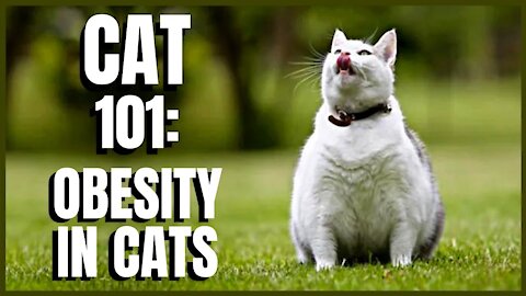 Cat 101: Obesity in Cats