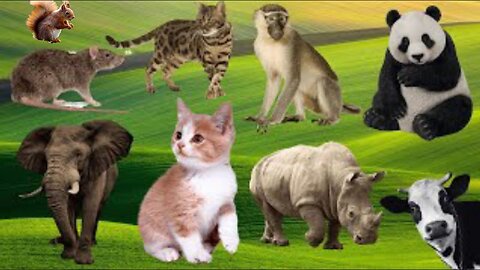 CUTE LITTLE ANIMALS - Tiger, Cat, Rabbit, Goat, Elephant, Chicken - Mr ANIMAL VIDEOS