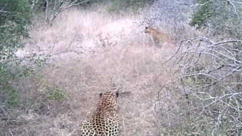 Big Male Leopard Stalks a Female Leopard