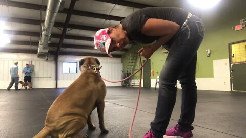 LonelyCreek at dog training. Willow three yr old female Bullmastiff