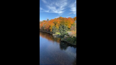 More autumn foliage