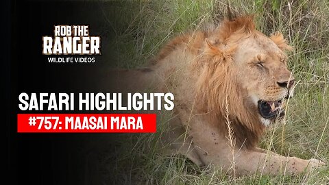 Safari Highlights #757: 07 March 2023 | Maasai Mara/Zebra Plains | Latest Wildlife Sightings