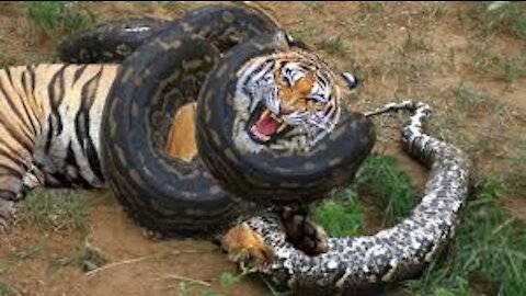 The tough match between a tiger and python