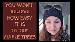 HOW TO TAP MAPLE TREES (OR BIRCH)