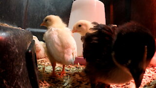 White Leghorn Chicks Perched and Starting to get Their Feathers Video 6