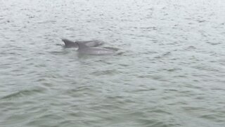 Dolphins on the Rappahannock River
