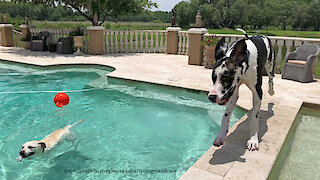 Labrador Shows Great Danes The Joy of Being a Water Dog