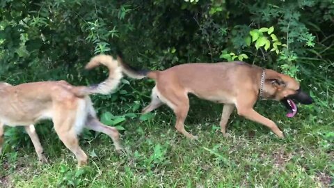 ♥ Happy Dogs Part 1 ♥ #belgianmalinois #belgianshepherd #belize #malinois #dog #happy #cutedog