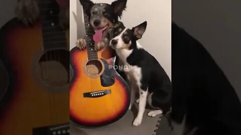 Musical Doggos Play The Guitar, guitar, acoustic guitar, classical guitar, doggo, dog play, #shorts