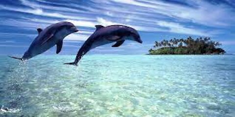 best places in the world to see dolphins,