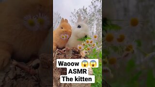 ASMR | The Eating Sound rabbit | #viralvideo #youtubevideo #asmr #mukbang #food #funnyanimals