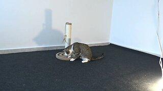 Cat Gets a New Scratching Post