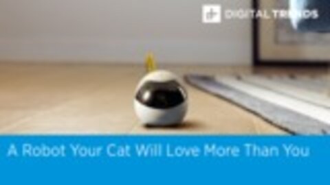 A Robot Your Cat Will Love More Than You | Digital Trends Live 12.12.19