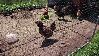 How to Cool Down Chickens Harvesting Radishes