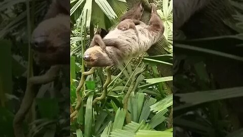 It's Sunday, let sleeping sloths lie