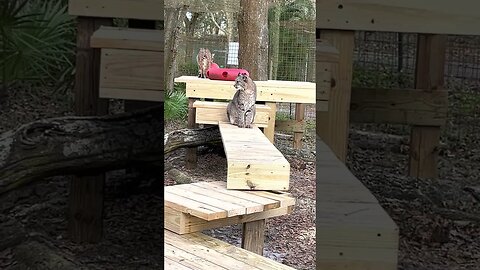 Bobcats, Max and MaryAnn, checking out the new platform!