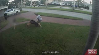 Video captures dog attack in St. Petersburg, child tries to break it up