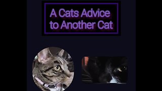 A Cat's Advice to Another Cat